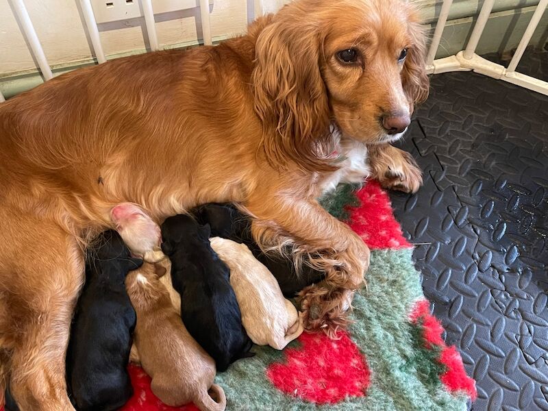 Beautiful KC Reg Cocker Spaniel Puppies - FTCh lines & DNA health checked - Image 12 of 15