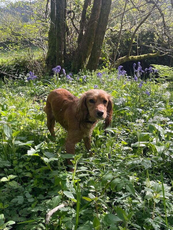 Beautiful KC Reg Cocker Spaniel Puppies - FTCh lines & DNA health checked - Image 13 of 15