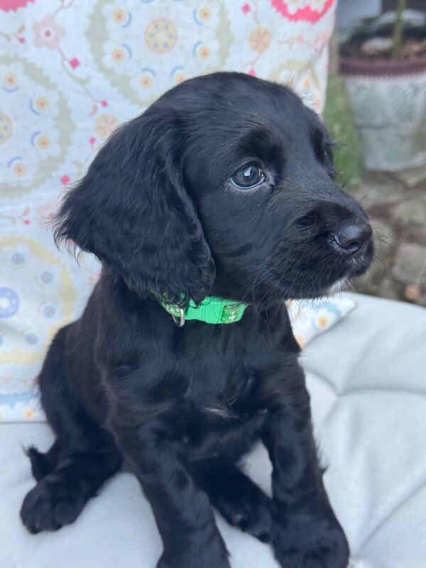 Beautiful KC Reg Cocker Spaniel Puppies - FTCh lines & DNA health checked - Image 15 of 15