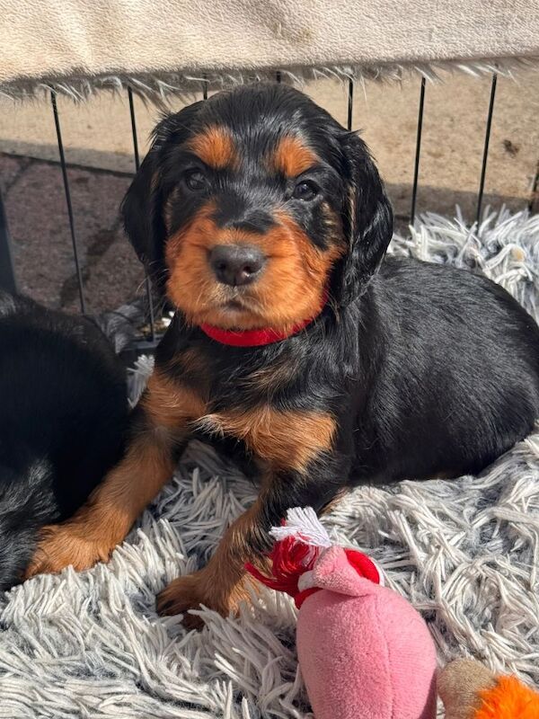 Beautiful KC Reg Cocker Spaniel Puppy