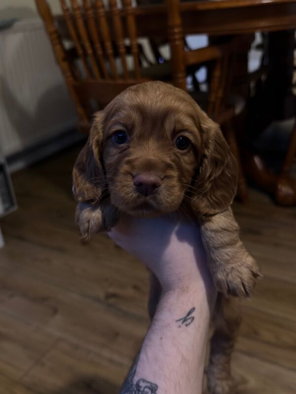 Cocker Spaniel puppies for sale in Forest Town, Nottinghamshire – KC registered, 5 weeks old