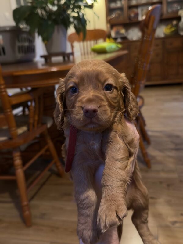Cocker Spaniel puppies for sale in Forest Town, Nottinghamshire β KC registered, 7 weeks old - Image 2 of 3