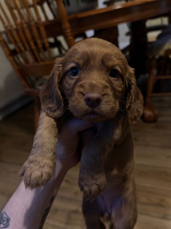 Cocker Spaniel puppies for sale in Forest Town, Nottinghamshire β KC registered, 7 weeks old - Image 3 of 3