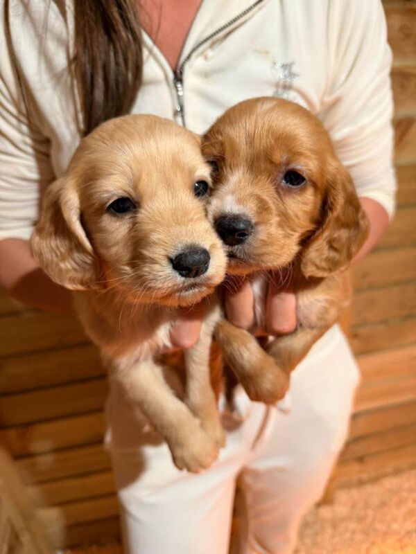 Cocker Spaniel puppies for sale in Bedford, Bedfordshire – KC registered, 6 weeks old - Image 2 of 4
