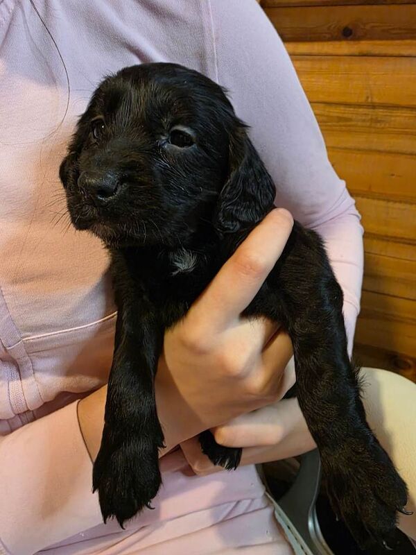 Cocker Spaniel puppies for sale in Bedford, Bedfordshire – KC registered, 6 weeks old - Image 3 of 4