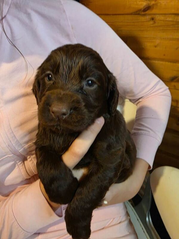 Cocker Spaniel puppies for sale in Bedford, Bedfordshire – KC registered, 6 weeks old - Image 4 of 4