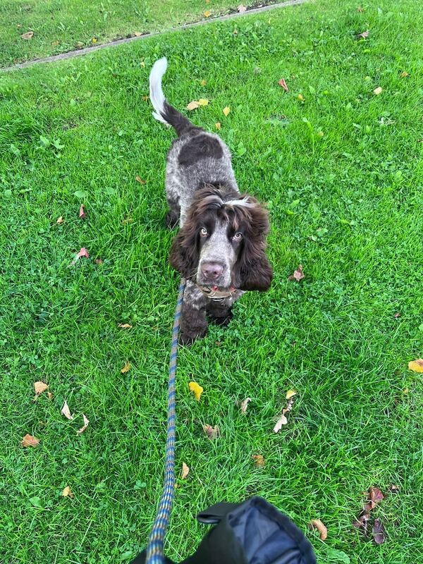 Kc Cocker Beautiful KC Registered Show Cocker Spaniel – Chocolate Roan – 8 Months ...