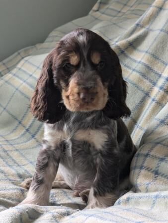 Cocker Spaniel puppies for sale in Sheffield, County (Optional) – 1 year old - Image 1 of 5