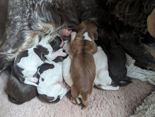 Cocker Spaniel puppies for sale in Sheffield, County (Optional) – 1 year old - Image 2 of 5