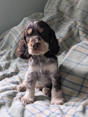 Cocker Spaniel puppies for sale in Sheffield, County (Optional) – 1 year old - Image 3 of 5
