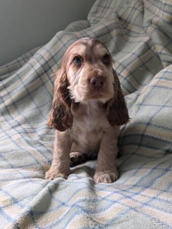 Cocker Spaniel puppies for sale in Sheffield, County (Optional) – 1 year old - Image 4 of 5