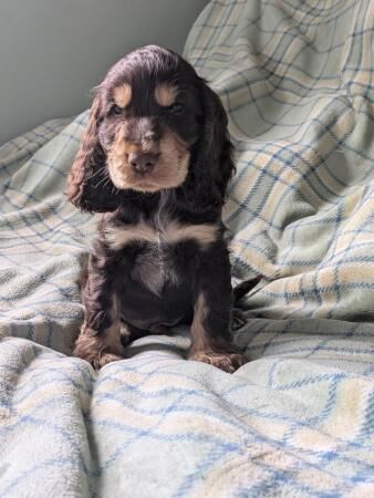 Cocker Spaniel puppies for sale in Sheffield, County (Optional) – 1 year old - Image 5 of 5
