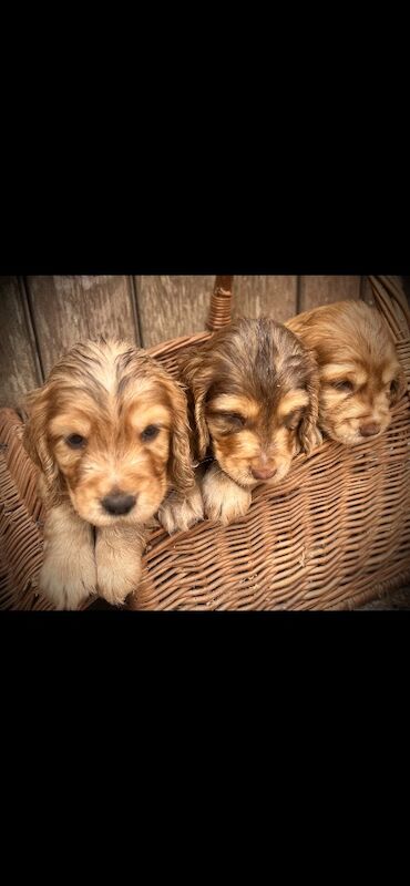 Beautiful KC registered Spaniel pups