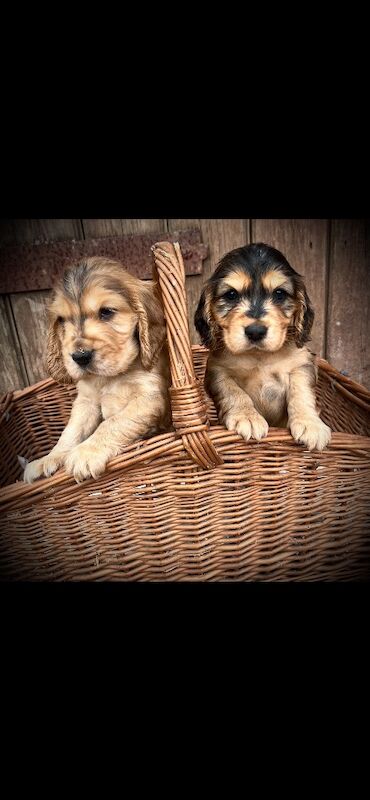 Beautiful KC registered Spaniel pups - Image 2 of 11