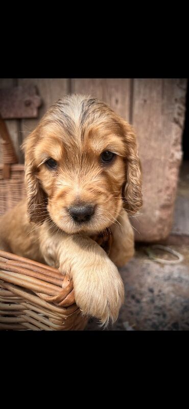 Beautiful KC registered Spaniel pups - Image 3 of 11