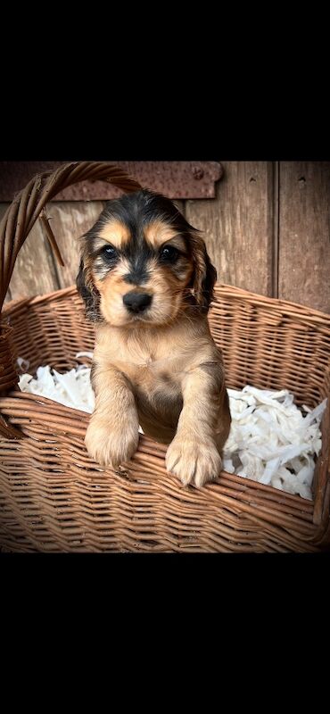 Beautiful KC registered Spaniel pups - Image 4 of 11