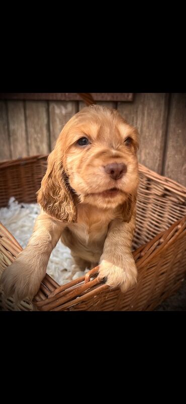 Beautiful KC registered Spaniel pups - Image 5 of 11