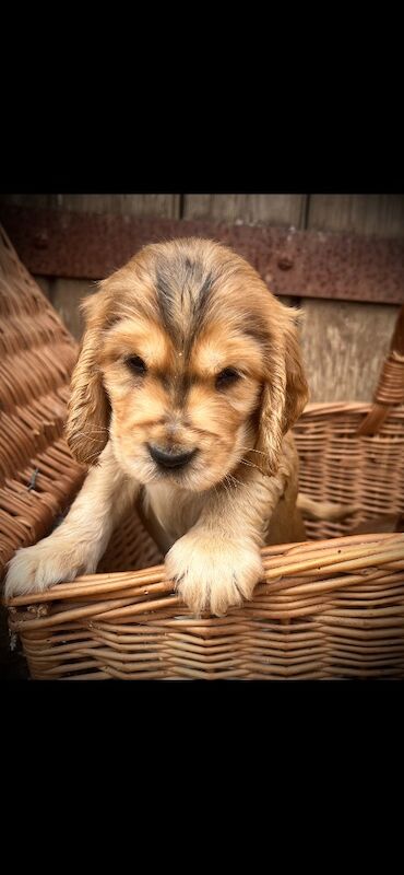 Beautiful KC registered Spaniel pups - Image 6 of 11