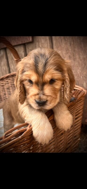 Beautiful KC registered Spaniel pups - Image 7 of 11
