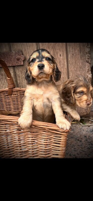 Beautiful KC registered Spaniel pups - Image 8 of 11