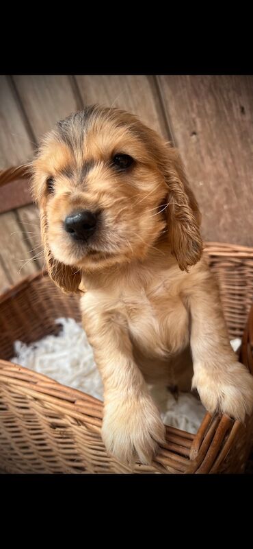 Beautiful KC registered Spaniel pups - Image 9 of 11