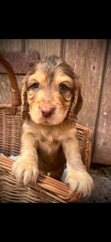 Beautiful KC registered Spaniel pups - Image 10 of 11