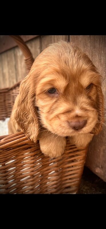 Beautiful KC registered Spaniel pups - Image 11 of 11