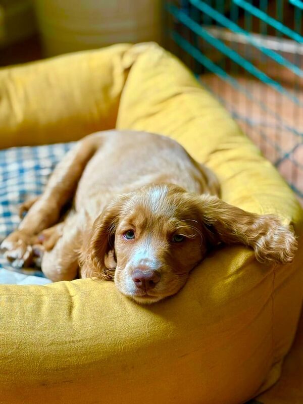 Beautiful KC registered working cocker spaniel puppy for sale in Exeter, Devon