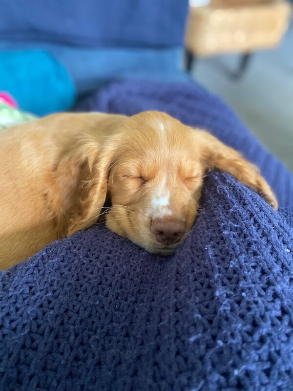 Beautiful KC registered working cocker spaniel puppy for sale in Exeter, Devon | Image 2