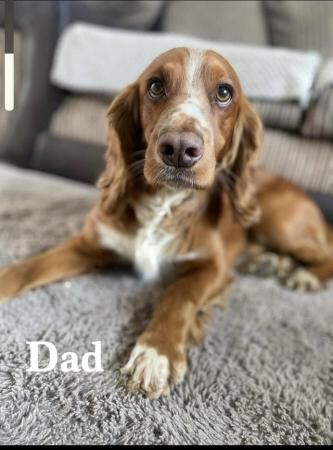 Cocker Spaniel puppies for sale in Scarborough, North Yorkshire – 1 year old - Image 2 of 5