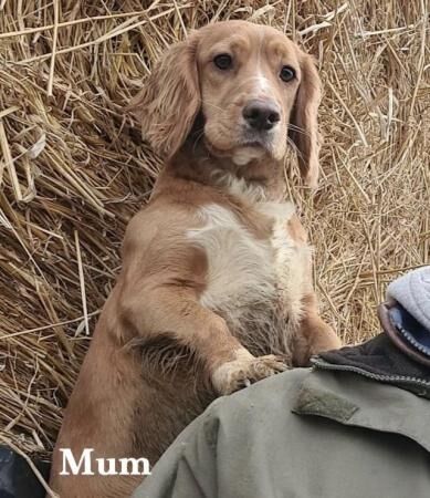 Cocker Spaniel puppies for sale in Scarborough, North Yorkshire – 1 year old - Image 3 of 5