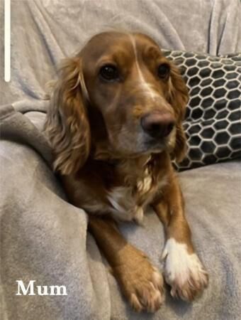 Cocker Spaniel puppies for sale in Scarborough, North Yorkshire – 1 year old - Image 4 of 5