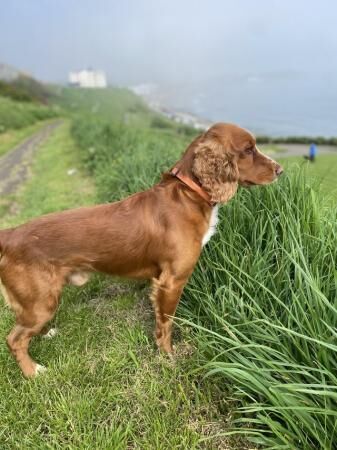 Cocker Spaniel puppies for sale in Scarborough, North Yorkshire – 1 year old - Image 5 of 5