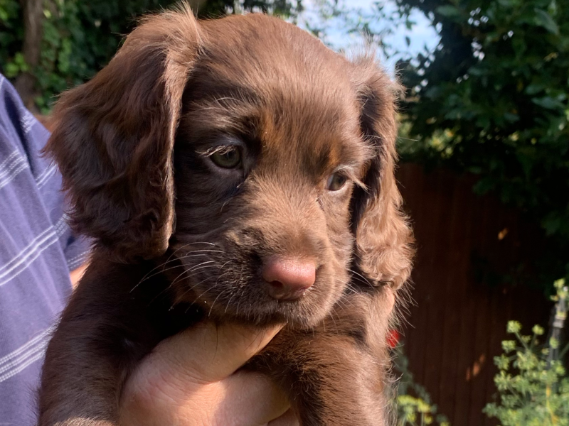 Working Cocker Purebred Cocker Spaniels For Sale Small Purebred - Main Image
