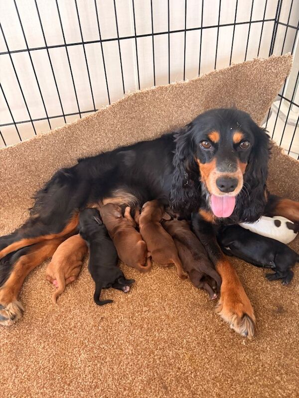 Beautiful litter cocker spaniel puppie