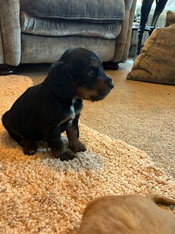 Beautiful litter of Cocker spaniel - Image 5 of 5