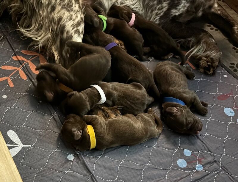 Cocker Spaniel puppies for sale in Queenborough, Kent – 6 weeks old