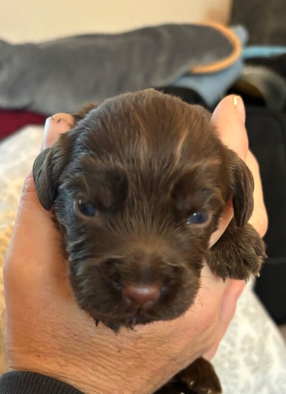 Cocker Spaniel puppies for sale in Queenborough, Kent – 6 weeks old - Image 2 of 11