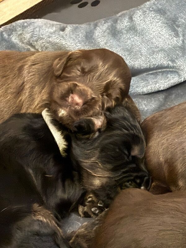 Cocker Spaniel puppies for sale in Queenborough, Kent – 6 weeks old - Image 3 of 11