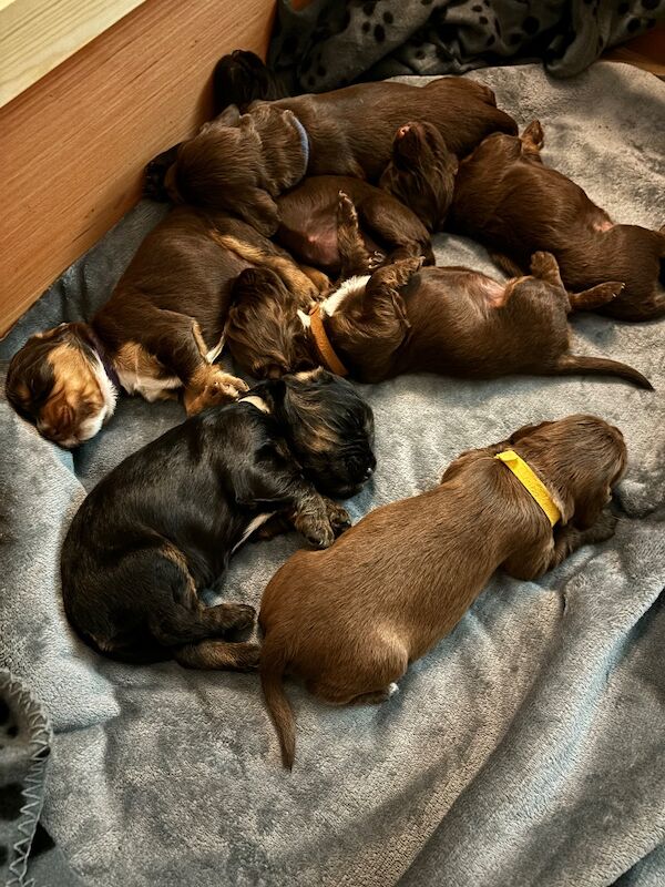 Cocker Spaniel puppies for sale in Queenborough, Kent – 6 weeks old - Image 5 of 11