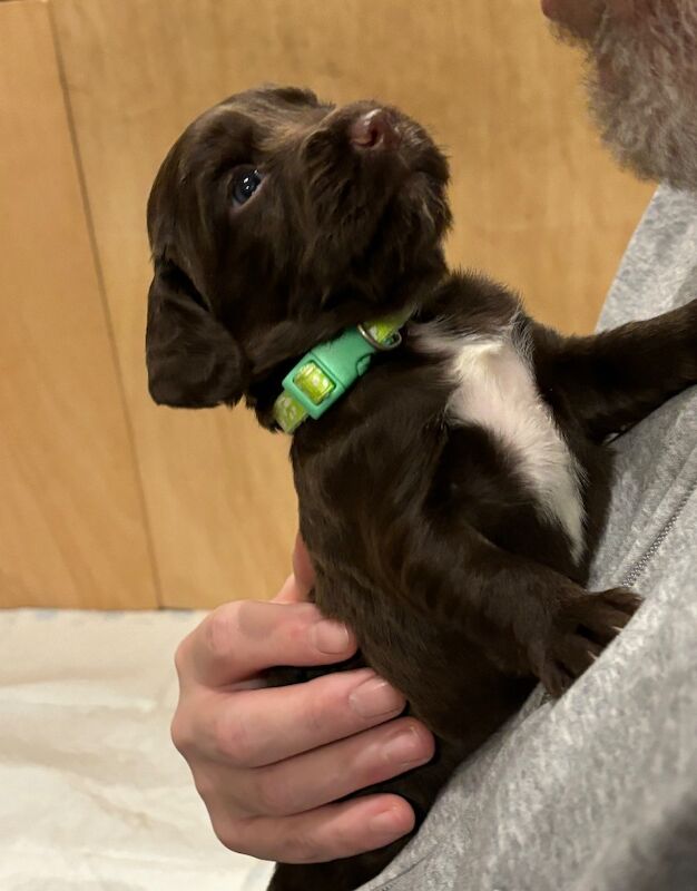 Cocker Spaniel puppies for sale in Queenborough, Kent – 6 weeks old - Image 6 of 11