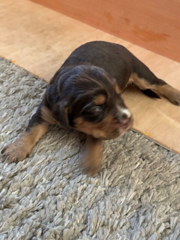 Cocker Spaniel puppies for sale in Queenborough, Kent – 6 weeks old - Image 8 of 11