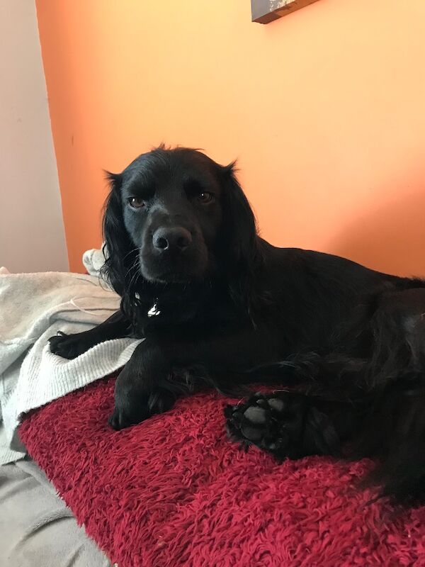 Cocker Spaniel puppies for sale in Queenborough, Kent – 6 weeks old - Image 10 of 11