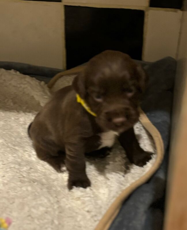 Cocker Spaniel puppies for sale in Queenborough, Kent – 6 weeks old - Image 11 of 11