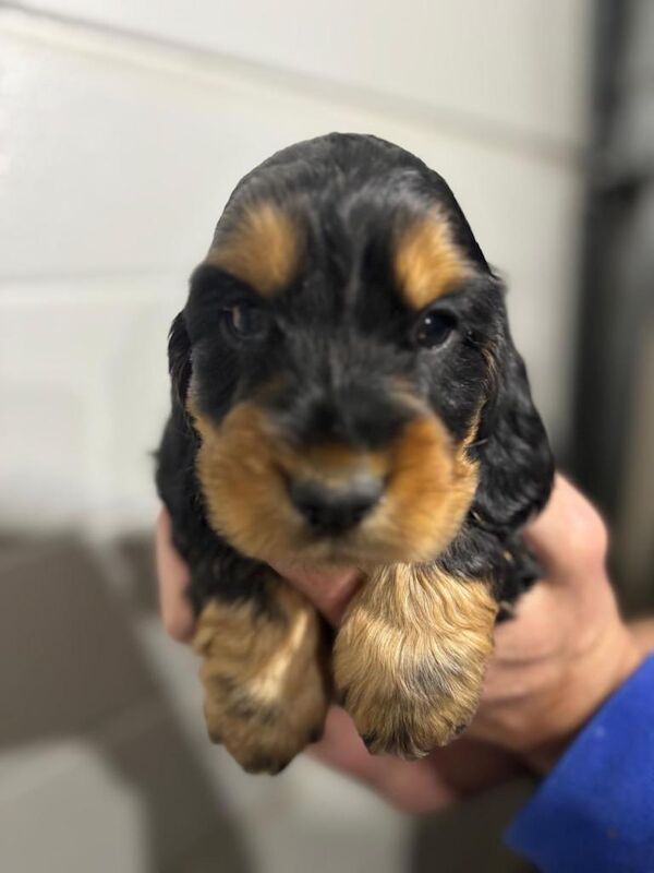 Cocker Spaniel puppies for sale in Maghera, County Londonderry – 8 weeks old - Image 2 of 6