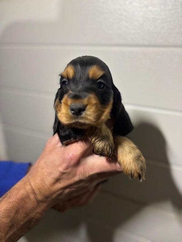 Cocker Spaniel puppies for sale in Maghera, County Londonderry – 8 weeks old - Image 3 of 6
