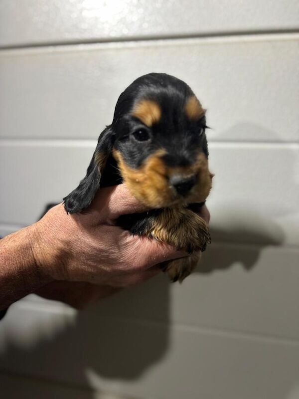 Cocker Spaniel puppies for sale in Maghera, County Londonderry – 8 weeks old - Image 4 of 6