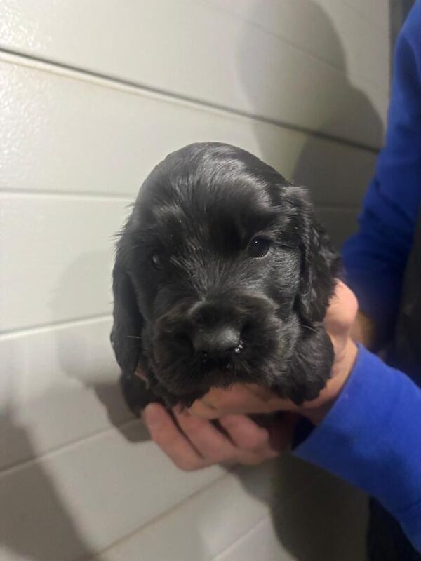 Cocker Spaniel puppies for sale in Maghera, County Londonderry – 8 weeks old - Image 5 of 6