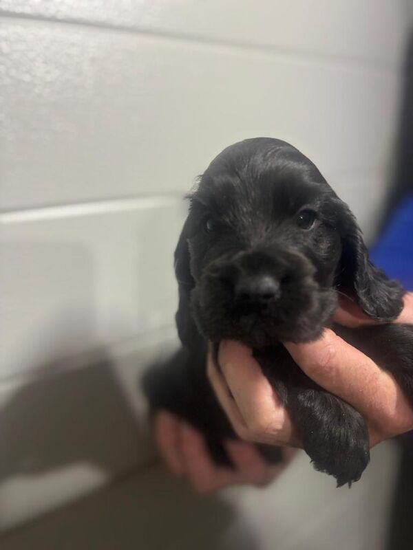 Cocker Spaniel puppies for sale in Maghera, County Londonderry – 8 weeks old - Image 6 of 6
