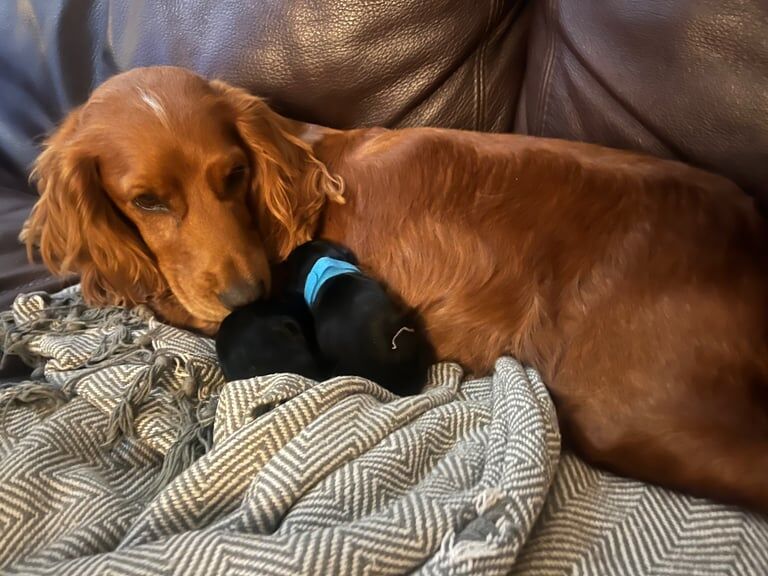 Cocker Spaniel puppies for sale in Guildford, Surrey – 1 week old